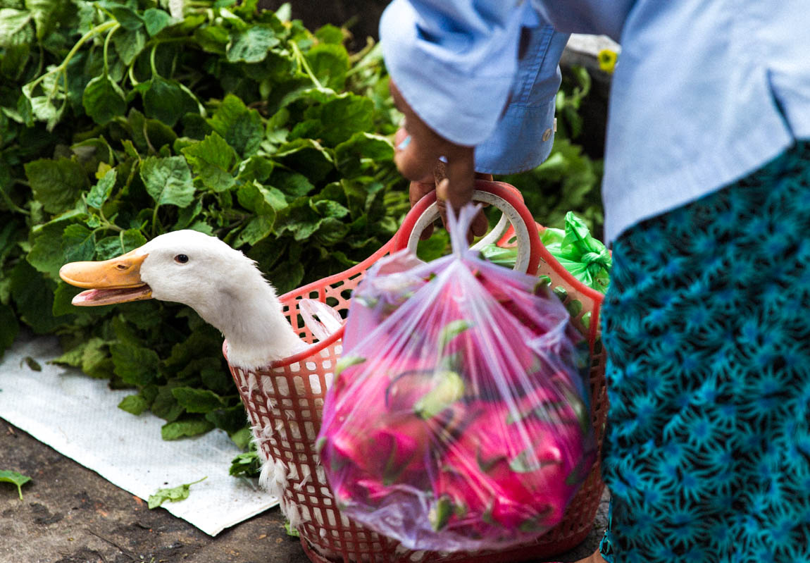 Hoi An Market duck - blog voyage Travel french blog - voyage au Vietnam avec Comptoir des voyages 