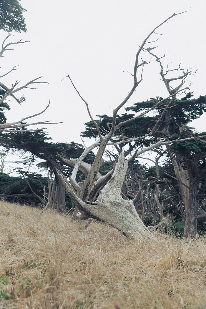 Blog voyage français Paris Lifestyle et mode - Etats-Unis séjour en Californie, descente de The Big Sur de Monterey à Sequoia Park 