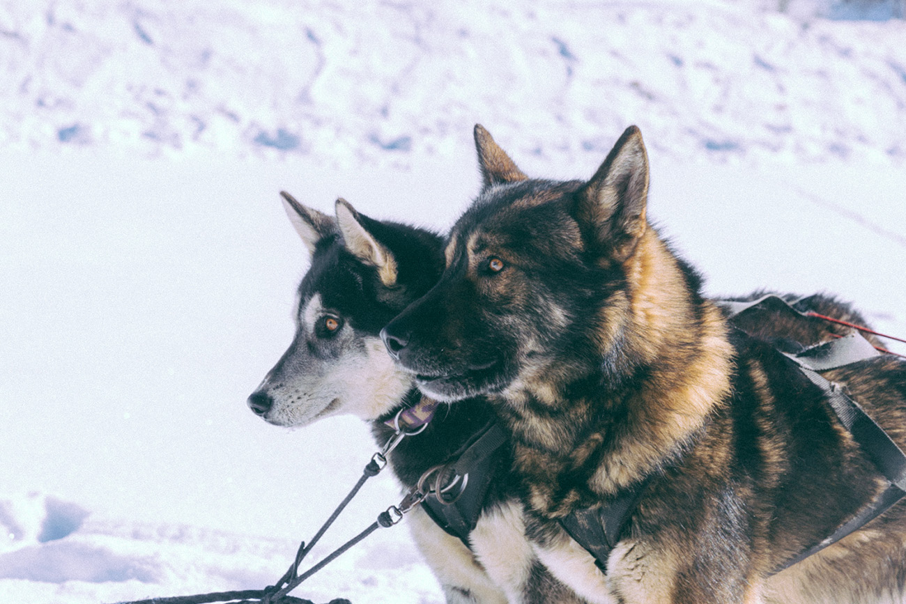 Stations de ski Les Sybelles séjour à la montagne en famille, entre amis meilleures ballade en chiens de traineaux en Savoir